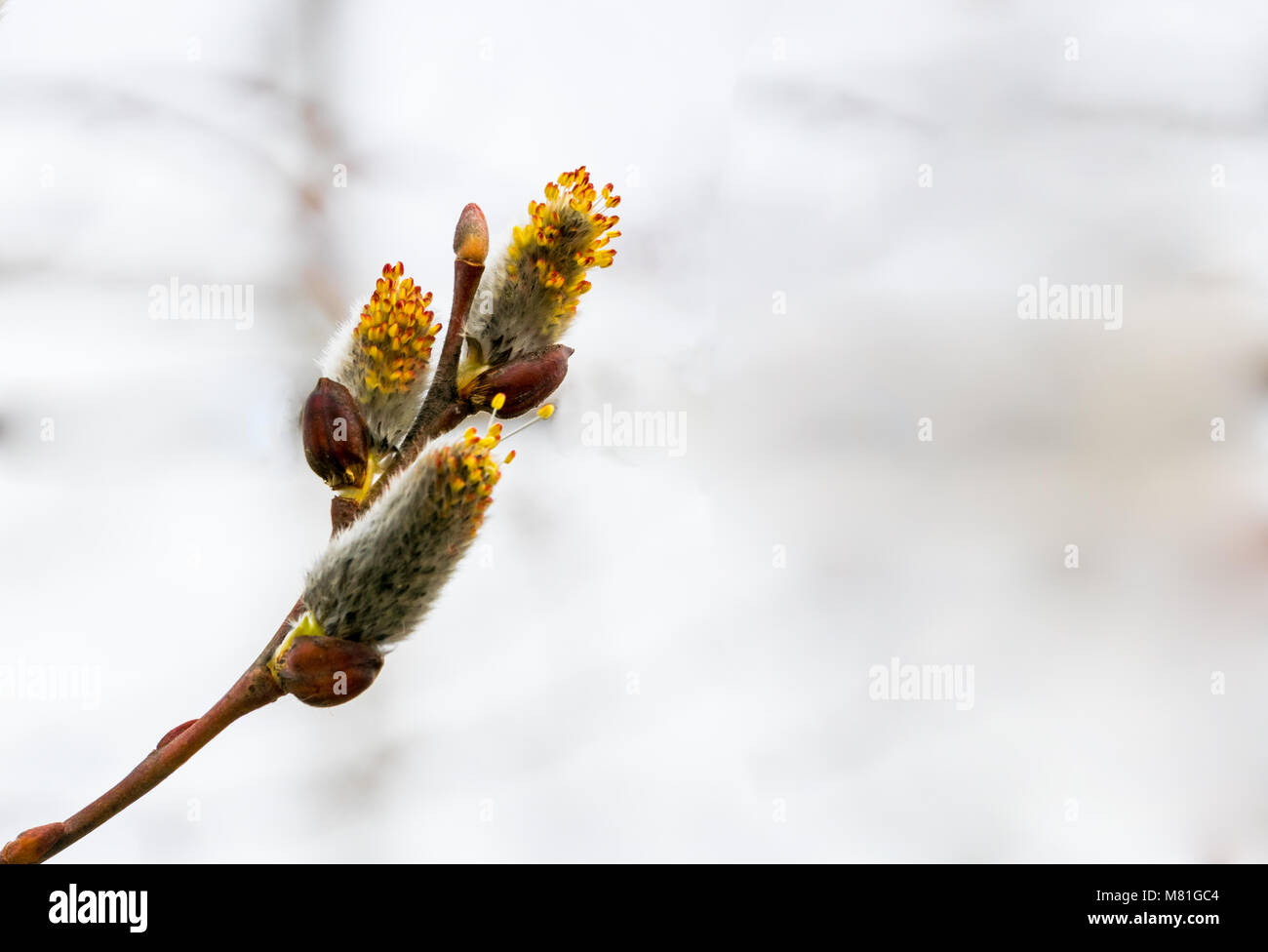 Salix Caprea Pendula Amarillo Y Rojo Pussy Willow En Flor Cubiertos De