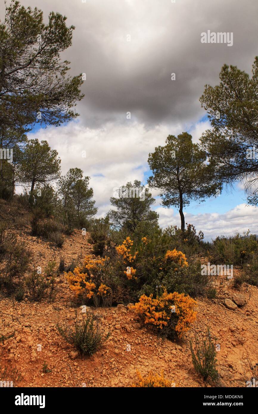 Amarillo Retama Sphaerocarpa Rosmarinus Officinalis Y Pinos Silvestres