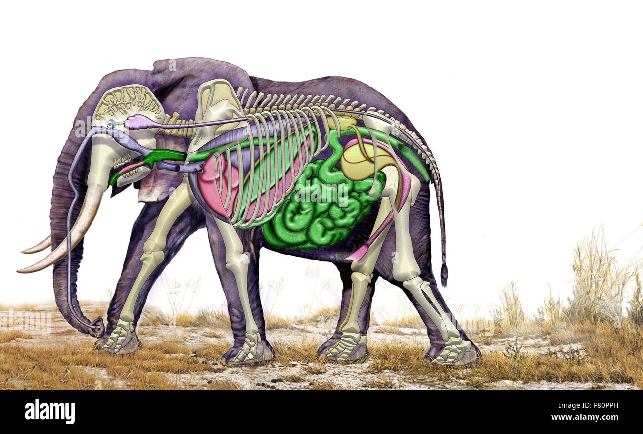 Anatomia interna de un elefante hembra Fotografía de stock Alamy