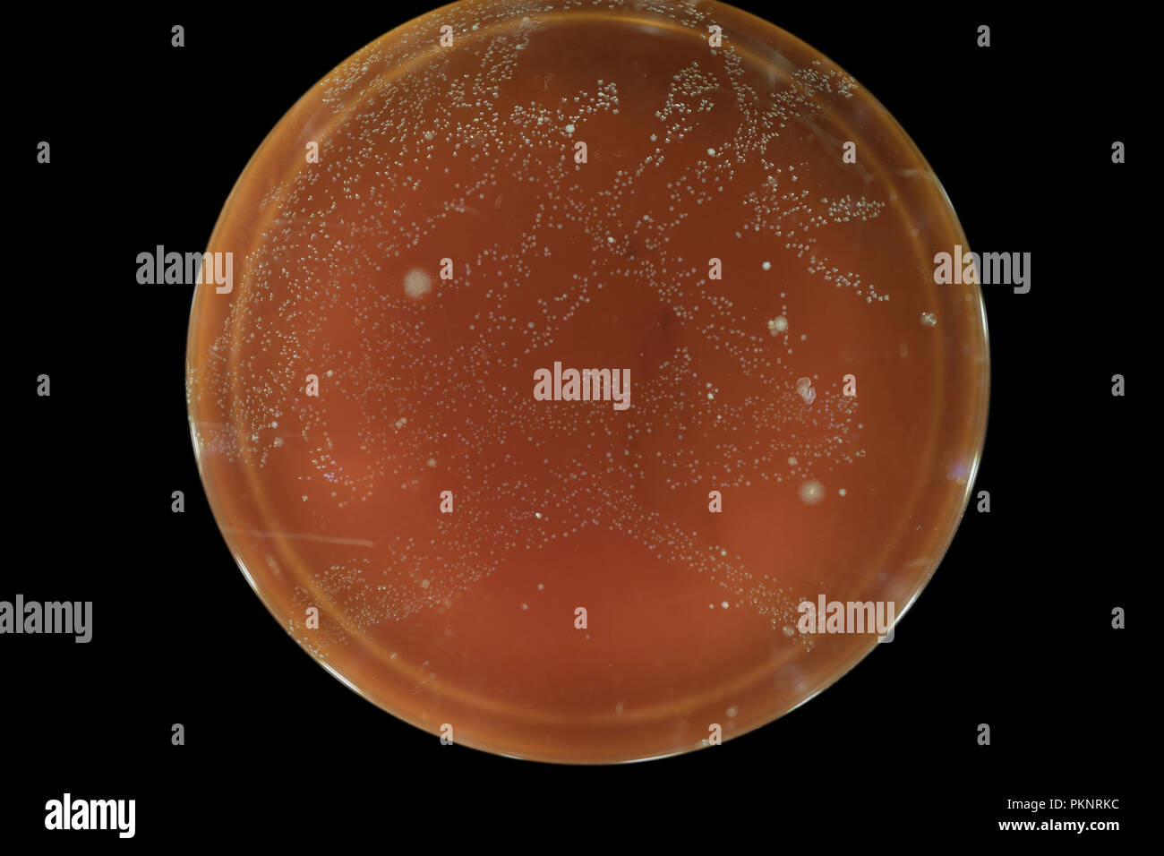 Cultivo Celular De Hongos Fotograf As E Im Genes De Alta Resoluci N Alamy