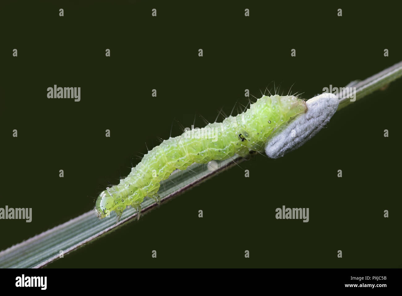 Larva De La Polilla Autographa Gamma Y Avispa Parasitoide Cocoon Fotograf A De Stock Alamy