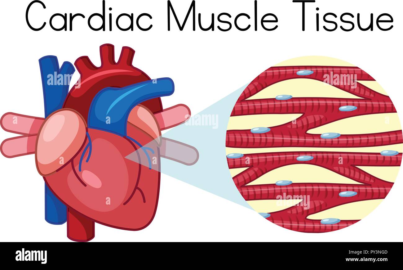 Una Ilustraci N De Tejido Del M Sculo Card Aco Humano Imagen Vector De