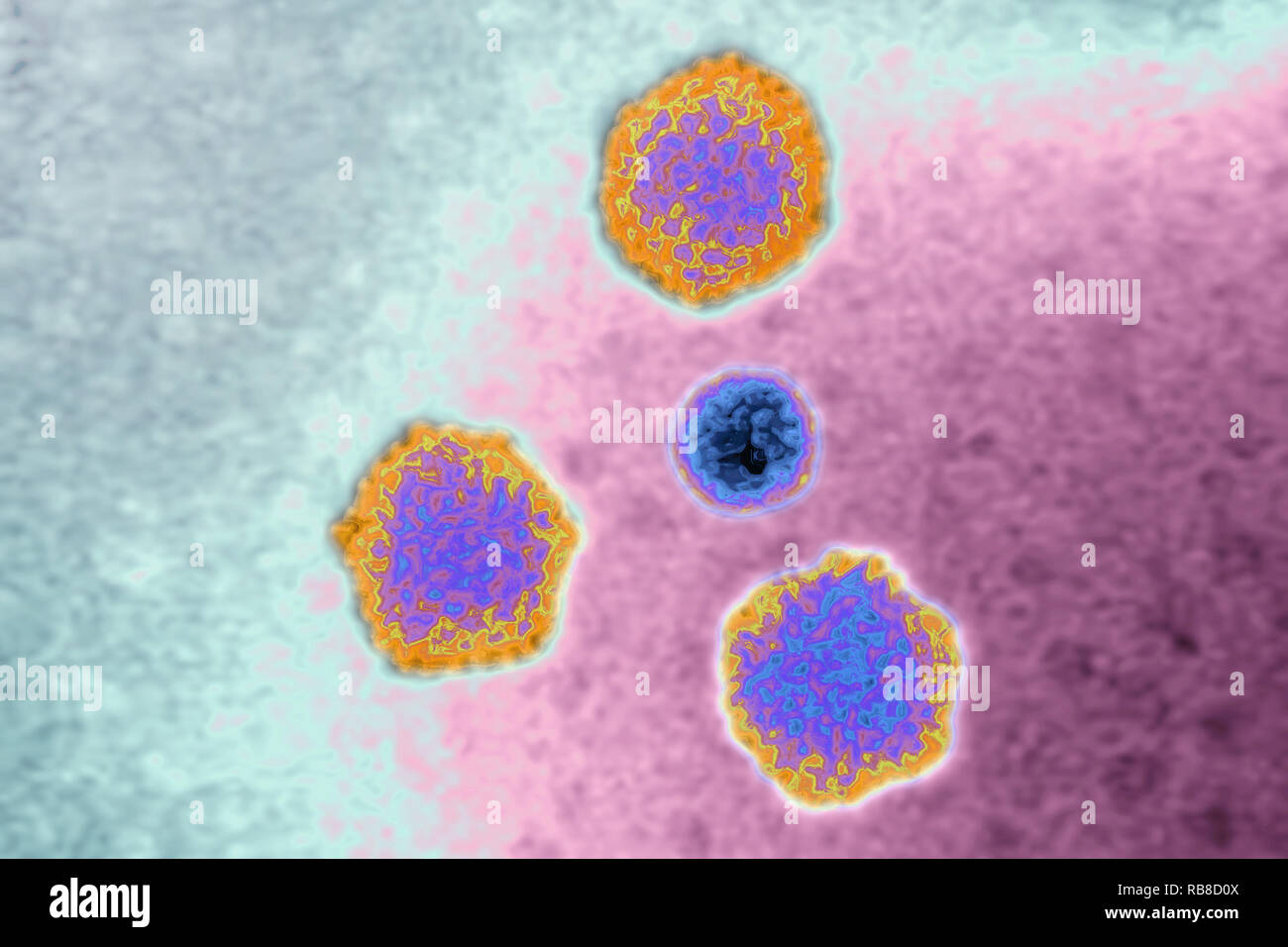 Adenovirus Con Adn Fotograf As E Im Genes De Alta Resoluci N Alamy