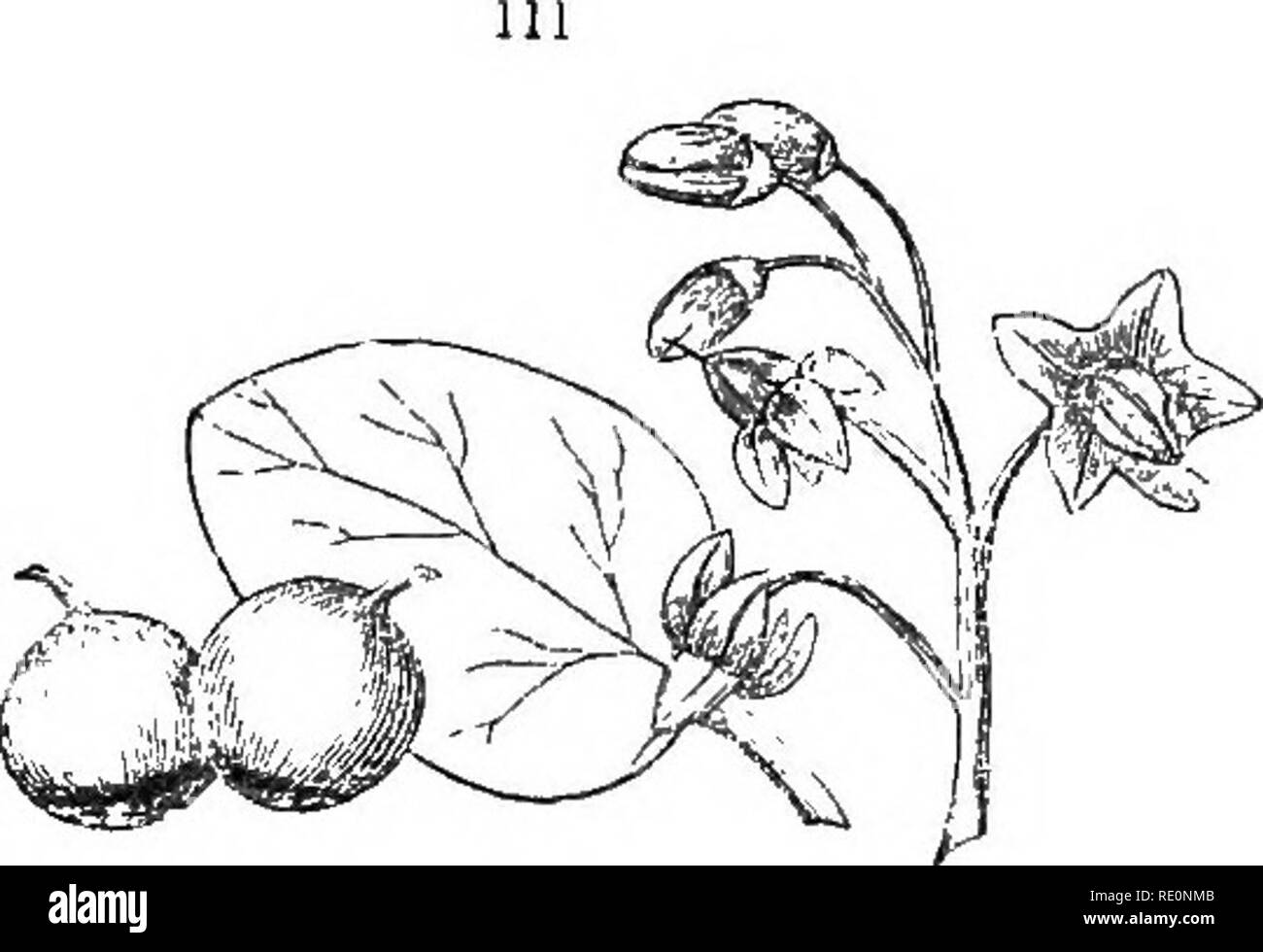 Una Historia Del Reino Vegetal Abrazando A La Fisiolog A De Las