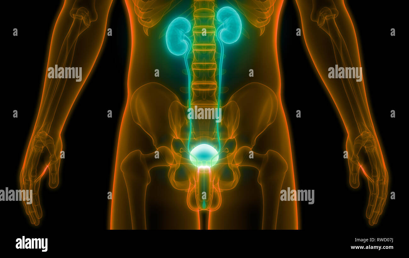 Uretra Urinaria Masculina Humana De La Vejiga Fotograf As E Im Genes De