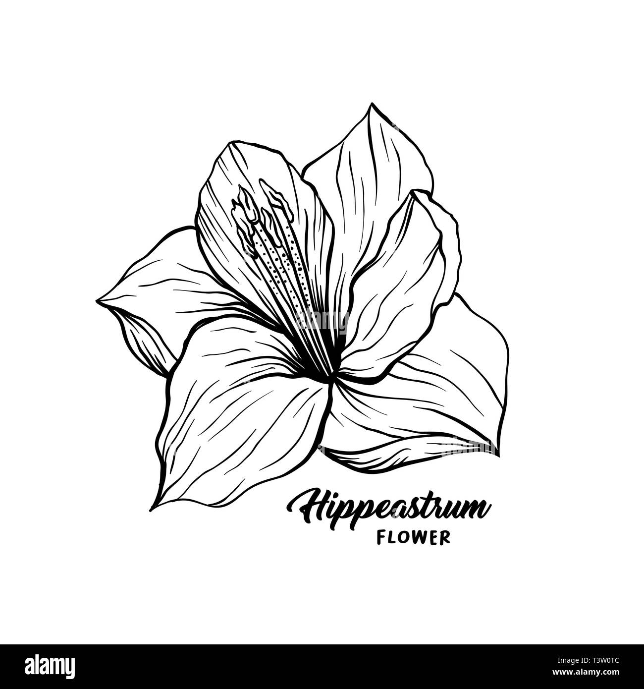 Amaryllis dibujadas a mano ilustración vectorial Hippeastrum tinta de