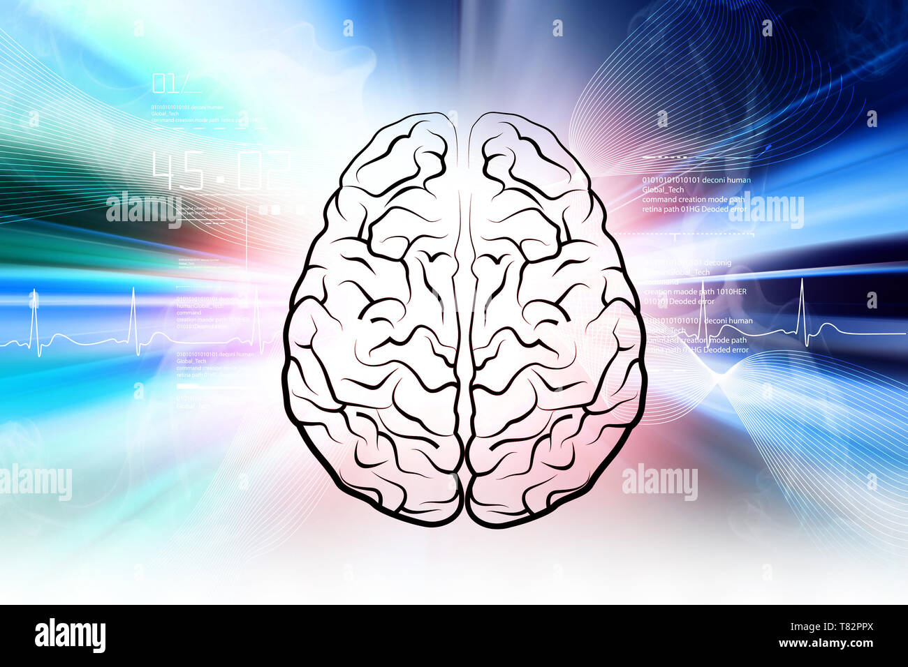 La Estructura Del Cerebro Humano Fotograf A De Stock Alamy