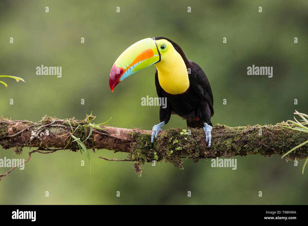 Tucán Ramphastos sulfuratus adulto posado sobre la rama de un árbol