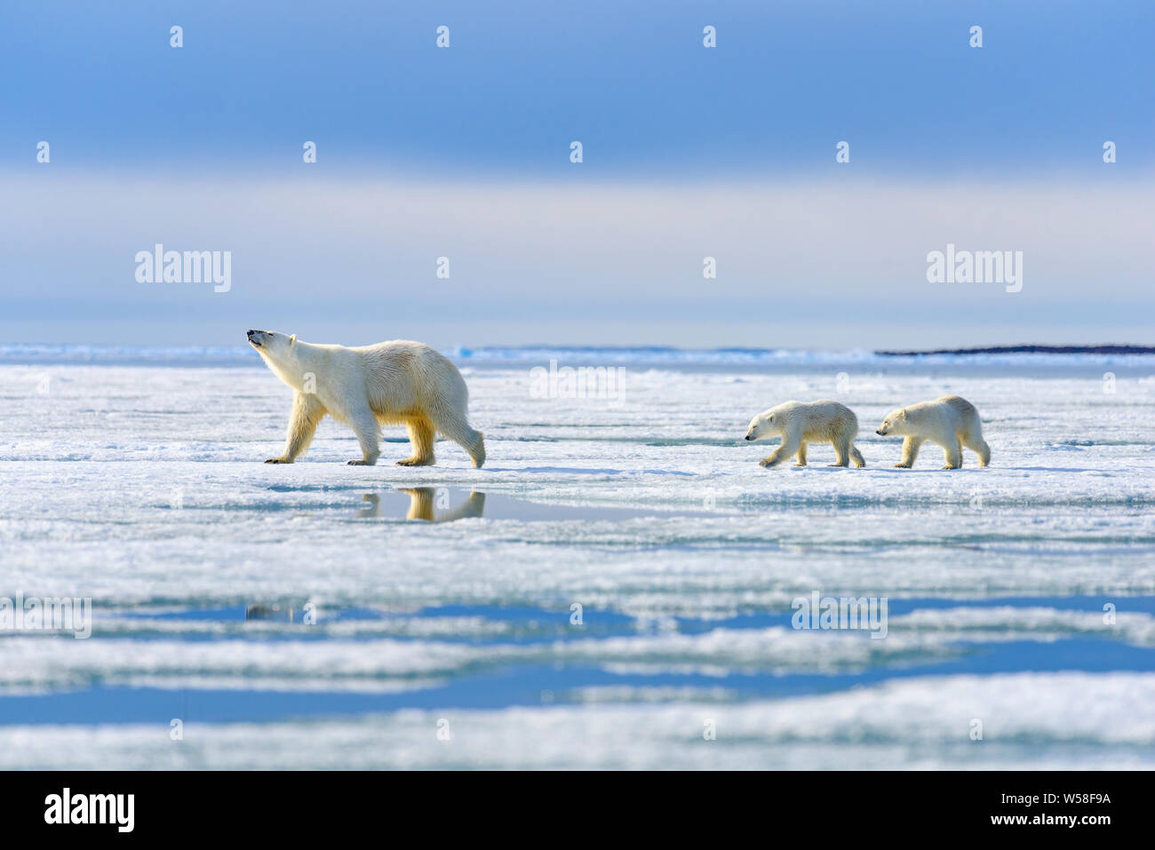 Familia de osos polares en el hielo marino Svalbard Fotografía de