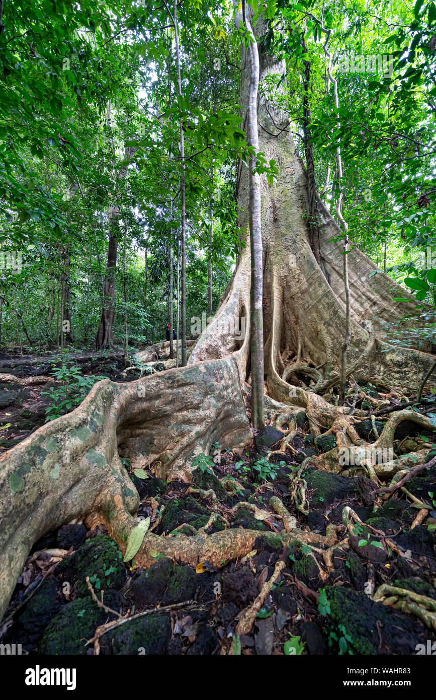 Árbol gigante Tetrameles nudiflora Reforzar las raíces del árbol