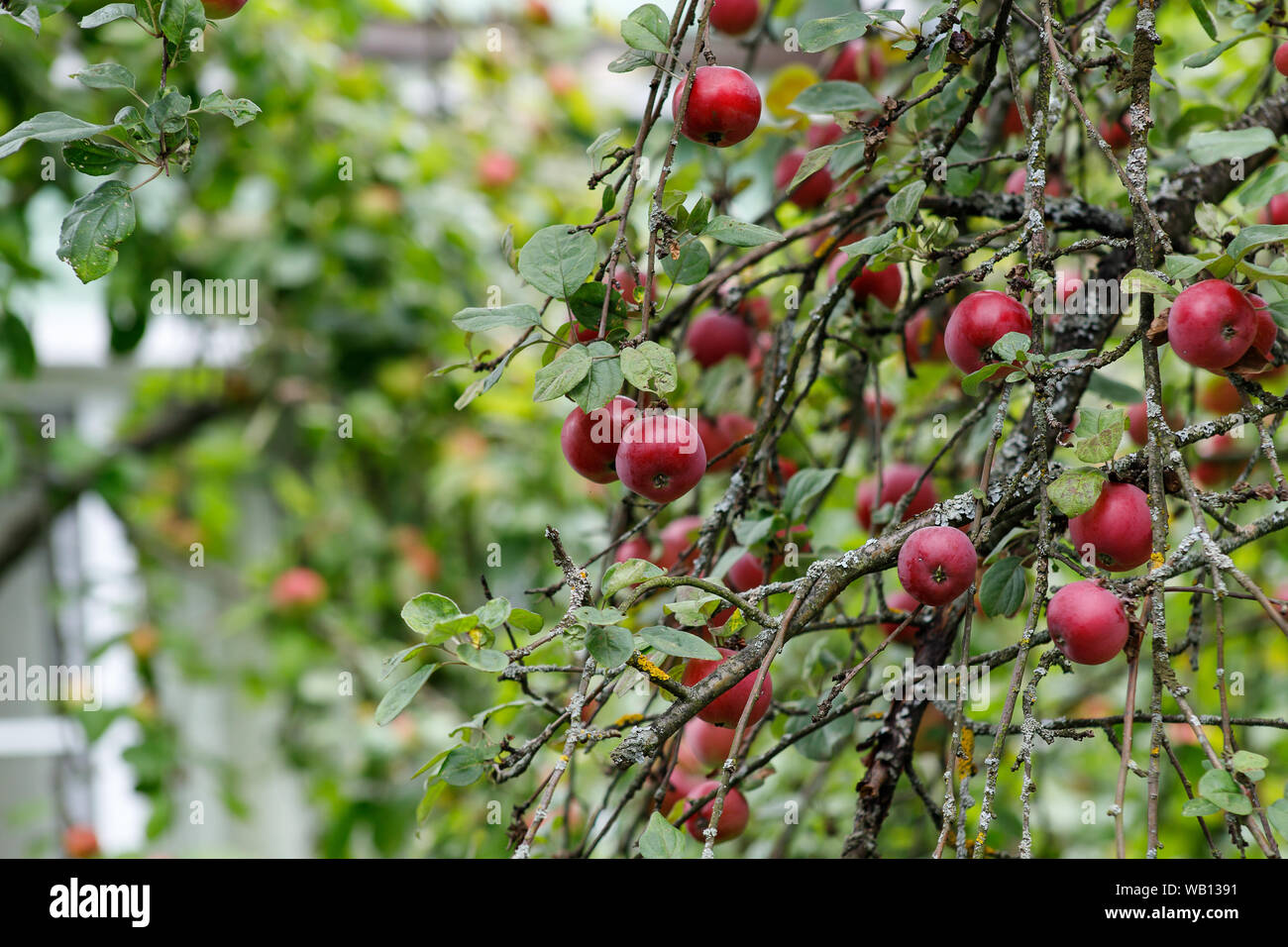 Las Manzanas Org Nicas Colgando De Una Rama Del Rbol Manzanas De