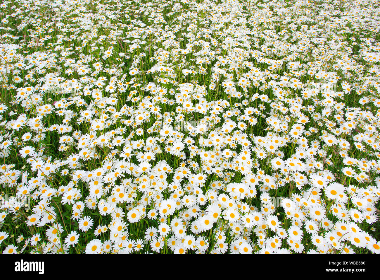 Naturaleza Planta Flor Margarita Fotograf As E Im Genes De Alta