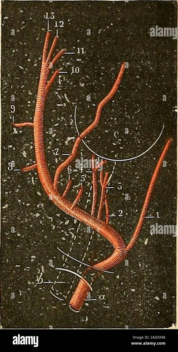 Trait D Anatomie Humaine Anatomie Histologie D Veloppement