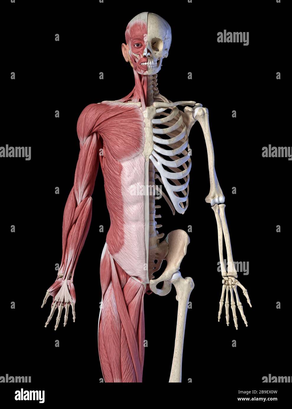 Anatomie Masculine Du Corps Sup Rieur Des Syst Mes Musculaires Et