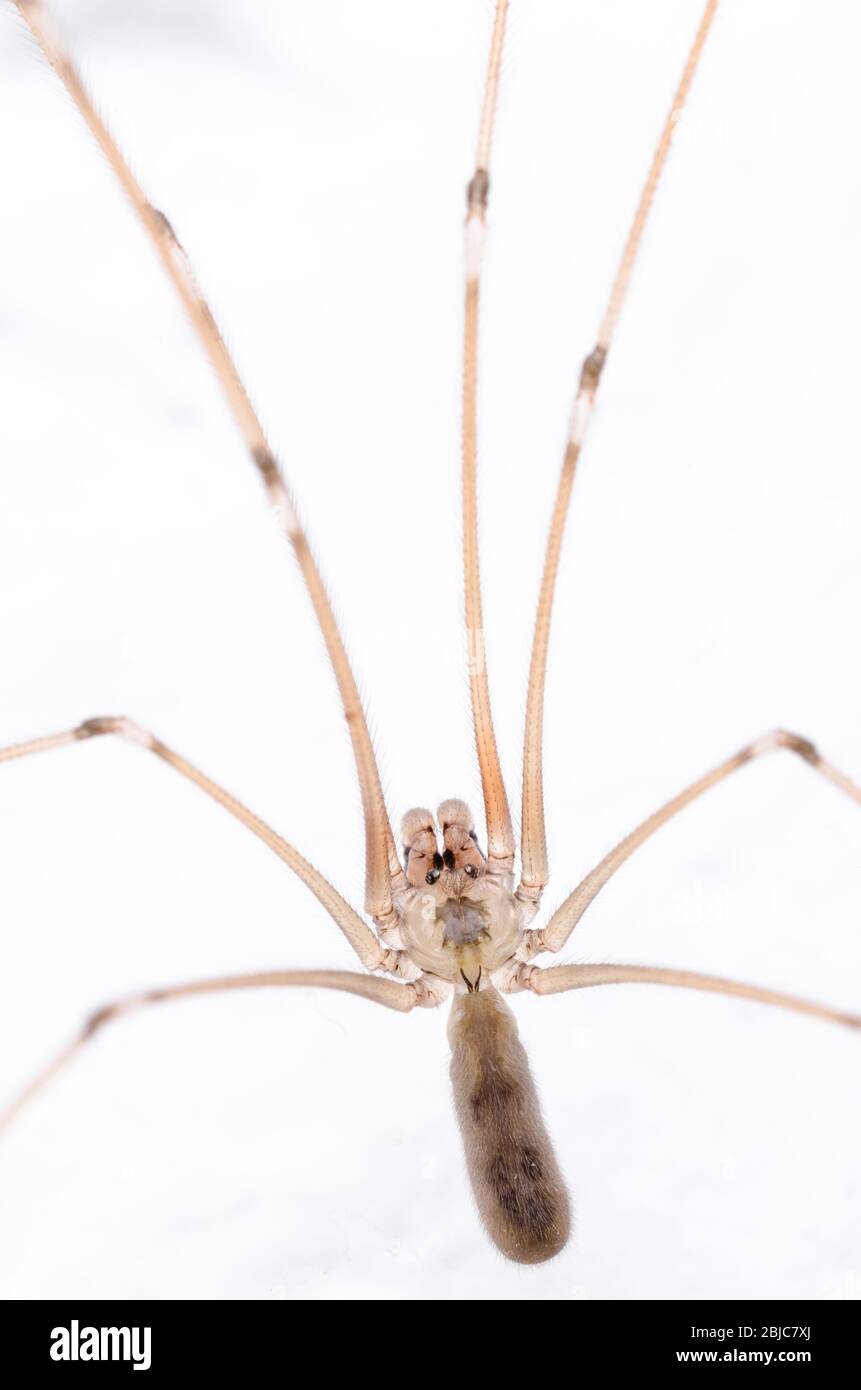 Pholcidae Pholcus Phalangioides Macro D Araign E De Cave Araign E De