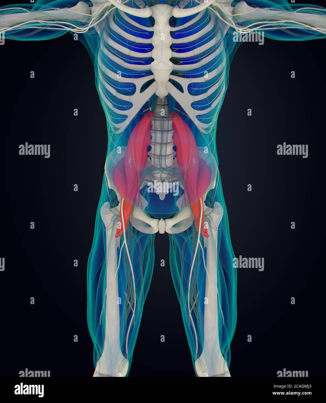 Illustration Anatomique M Dicale Du Muscle Psoas Illustration D Photo