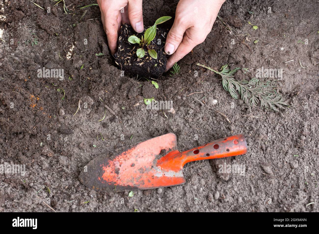 Deux Mains D Homme Plantant Un Jeune Arbre Ou Une Plante Tout En