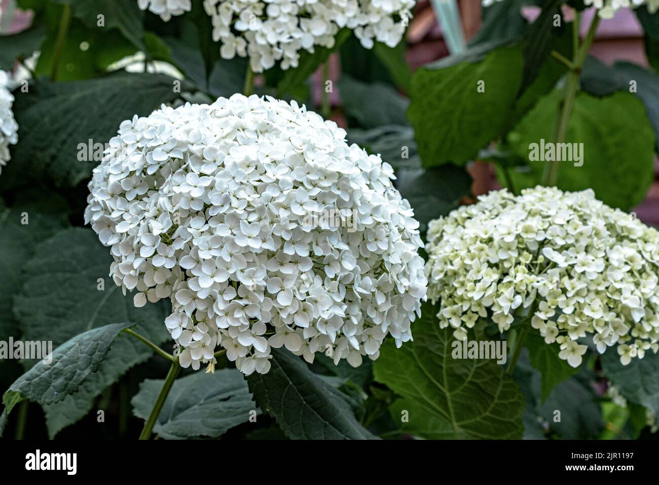 Hydrangea Arborescens Annabelle Un Grand Arbuste Nord Am Ricain Bushy