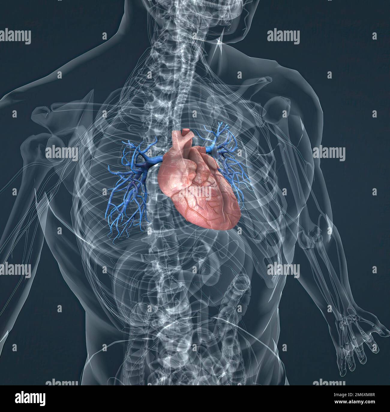 Les Vaisseaux Sanguins De La Circulation Pulmonaire Sont Les Art Res