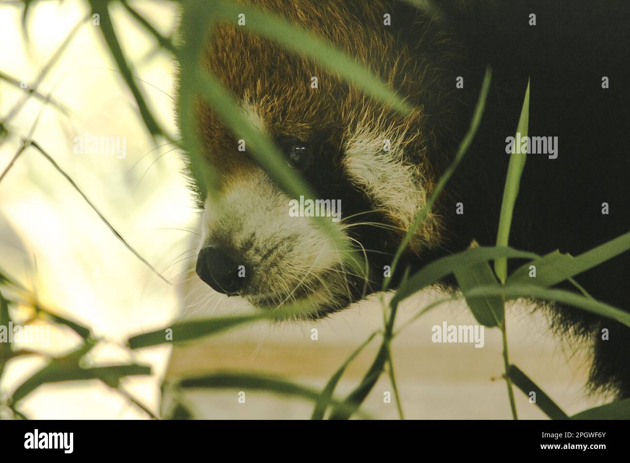 Les Panda De Moindre Importance Panda Rouge Ont Des Motifs De Visage