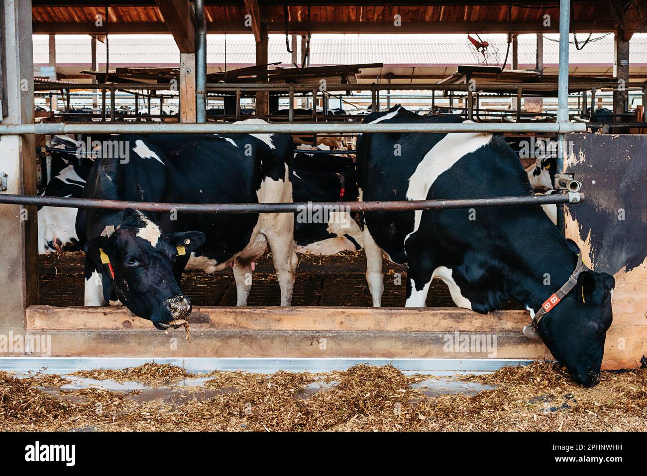 Vache De Veau En Cage S Occuper De L Agriculture Bio Agricole Nourrir