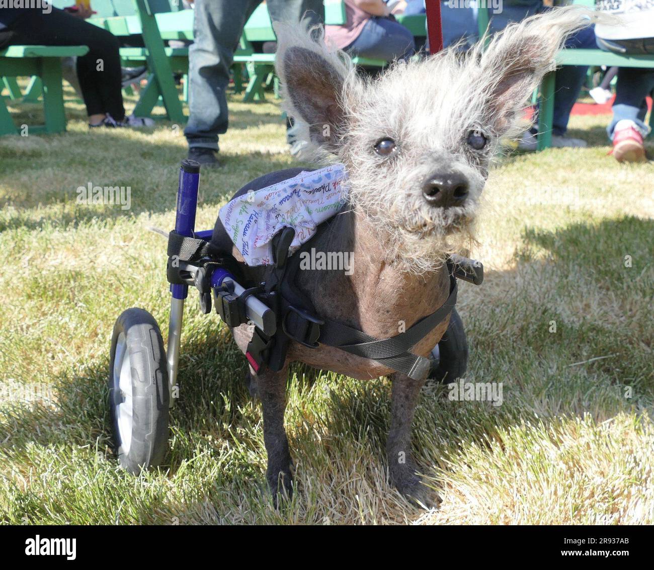 Petaluma Tats Unis Rd Juin Scooter Un Chien Chinois Cr Te