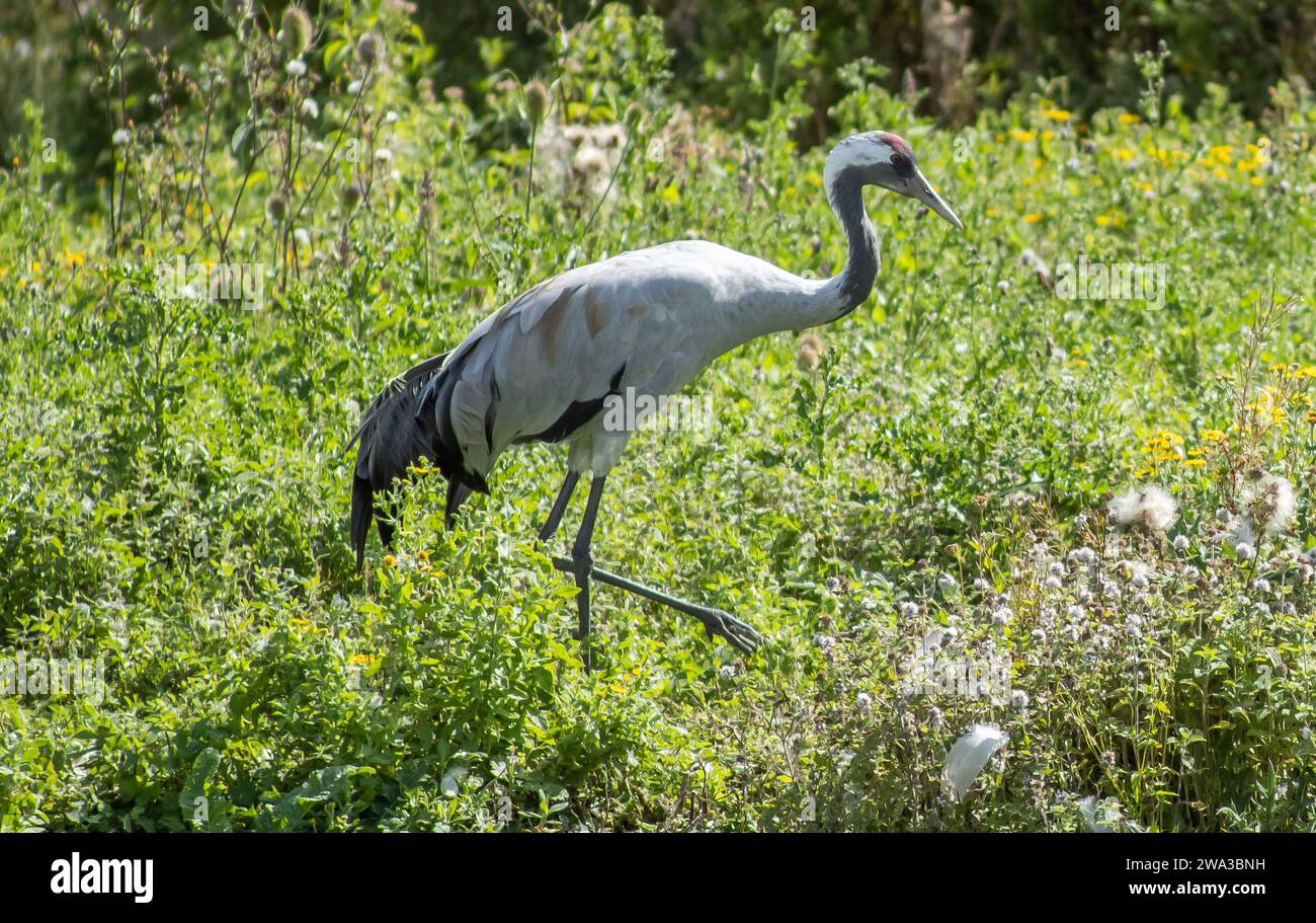 Diverses espèces de faune sauvage au Royaume Uni y compris les