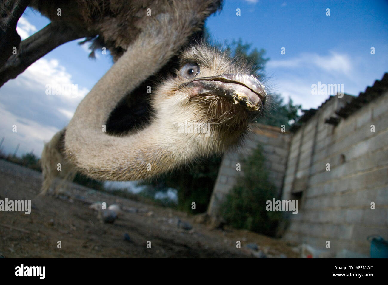 Un embout d Autruche deux d oiseaux africains qui s exécute très vite