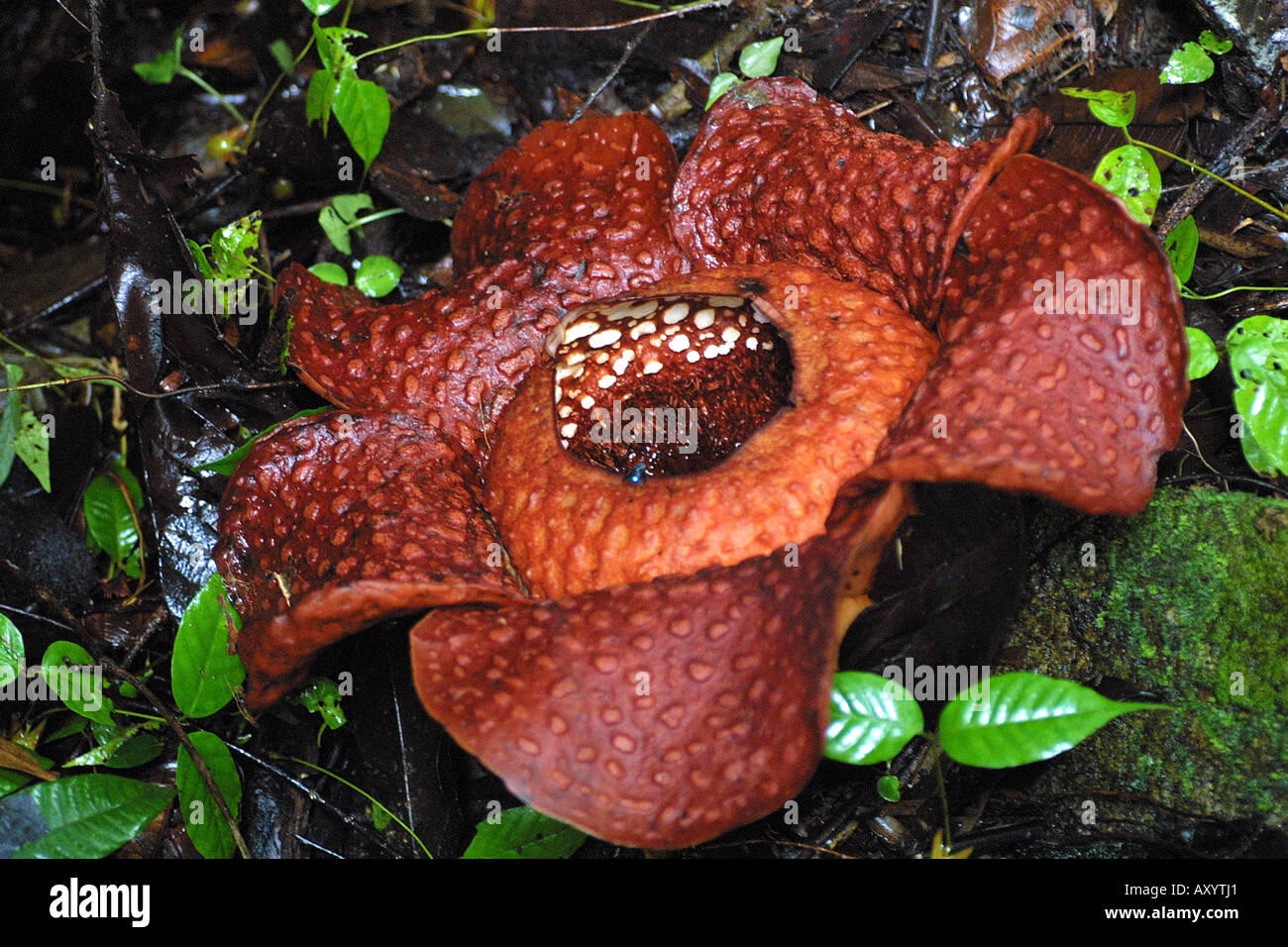 Fleur G Ante Rafflesia Arnoldii La Plus Grande Fleur Du Monde