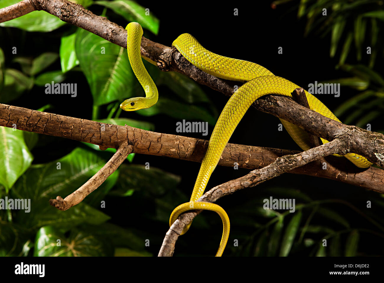 Dendroaspis Angusticeps Serpent Mamba Vert Photo Stock Alamy