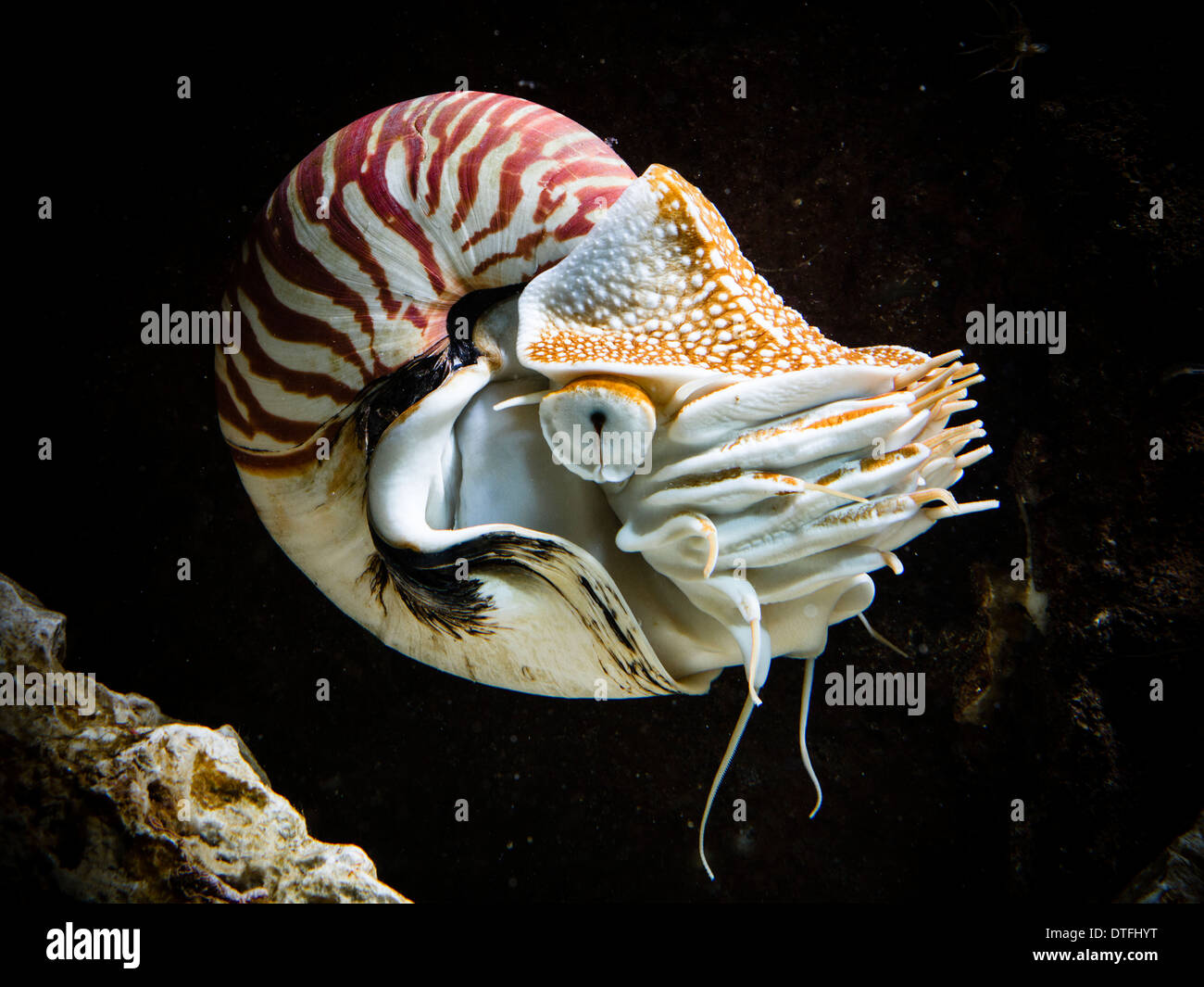 Shell Nautilus Pompilius Living Fossil Banque De Photographies Et D