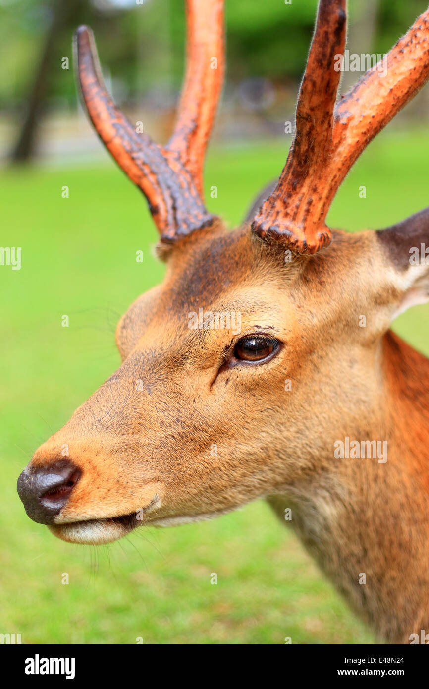 Sika Cerf Banque De Photographies Et Dimages Haute R Solution Alamy