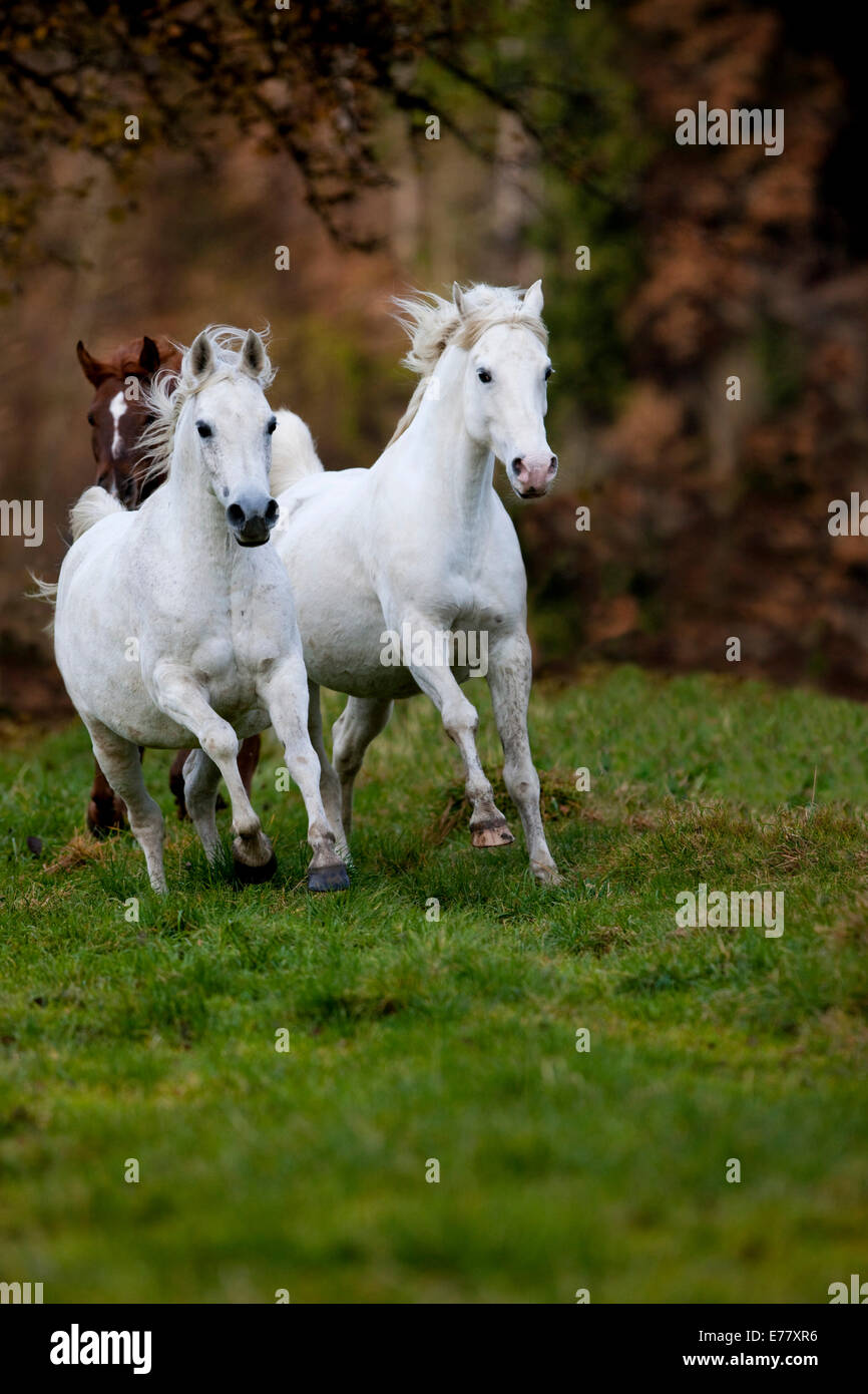 Juments Banque de photographies et dimages à haute résolution Alamy