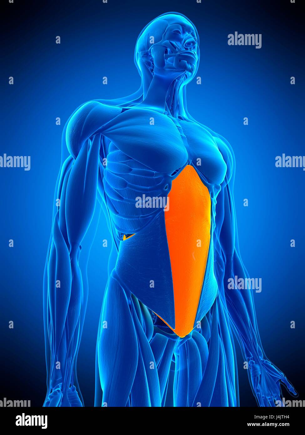 Illustration Du Muscle Transverse De L Abdomen Photo Stock Alamy