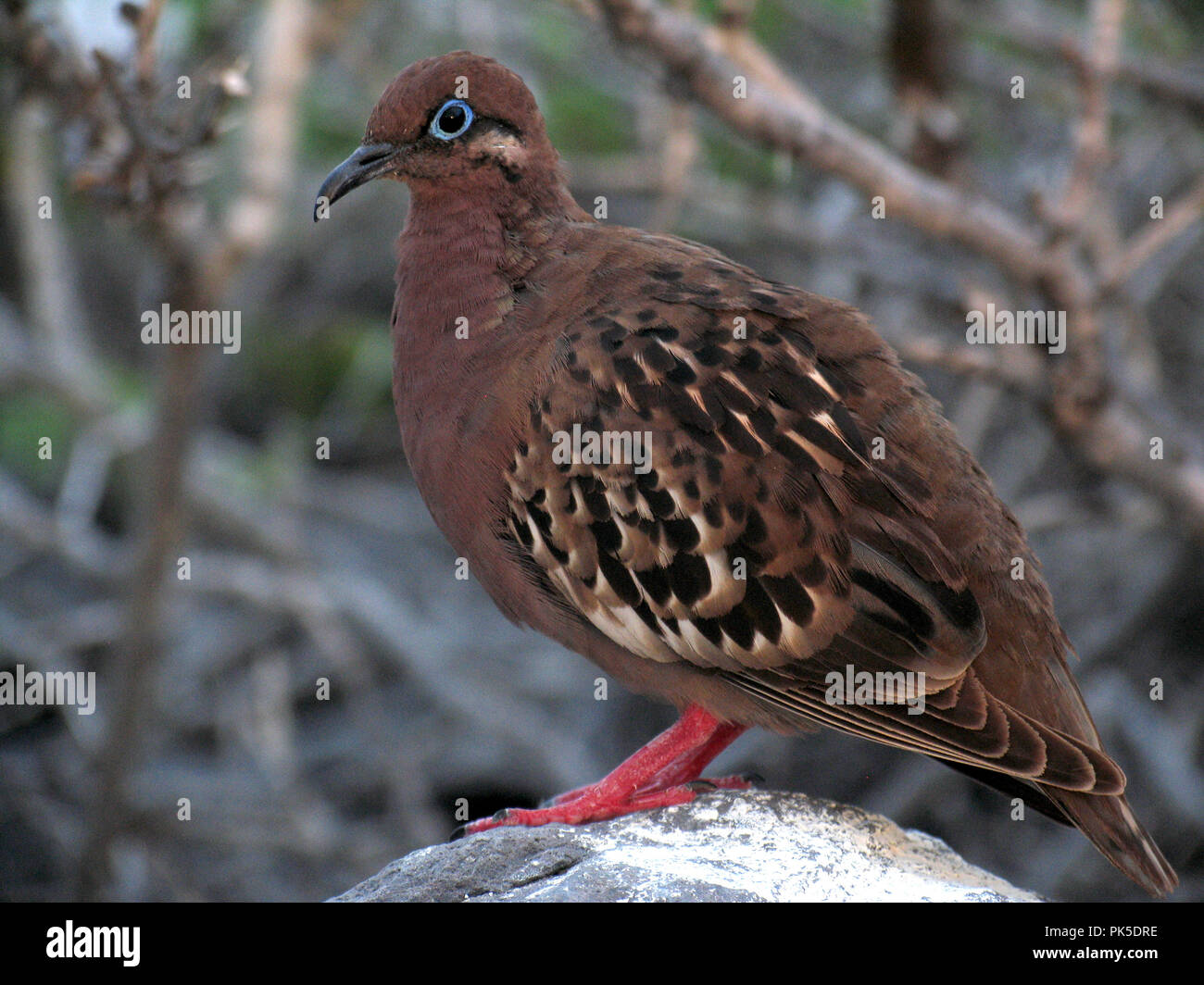 Dove Galapagos Zenaida Galapagoensis Gal Pagos Les Ont