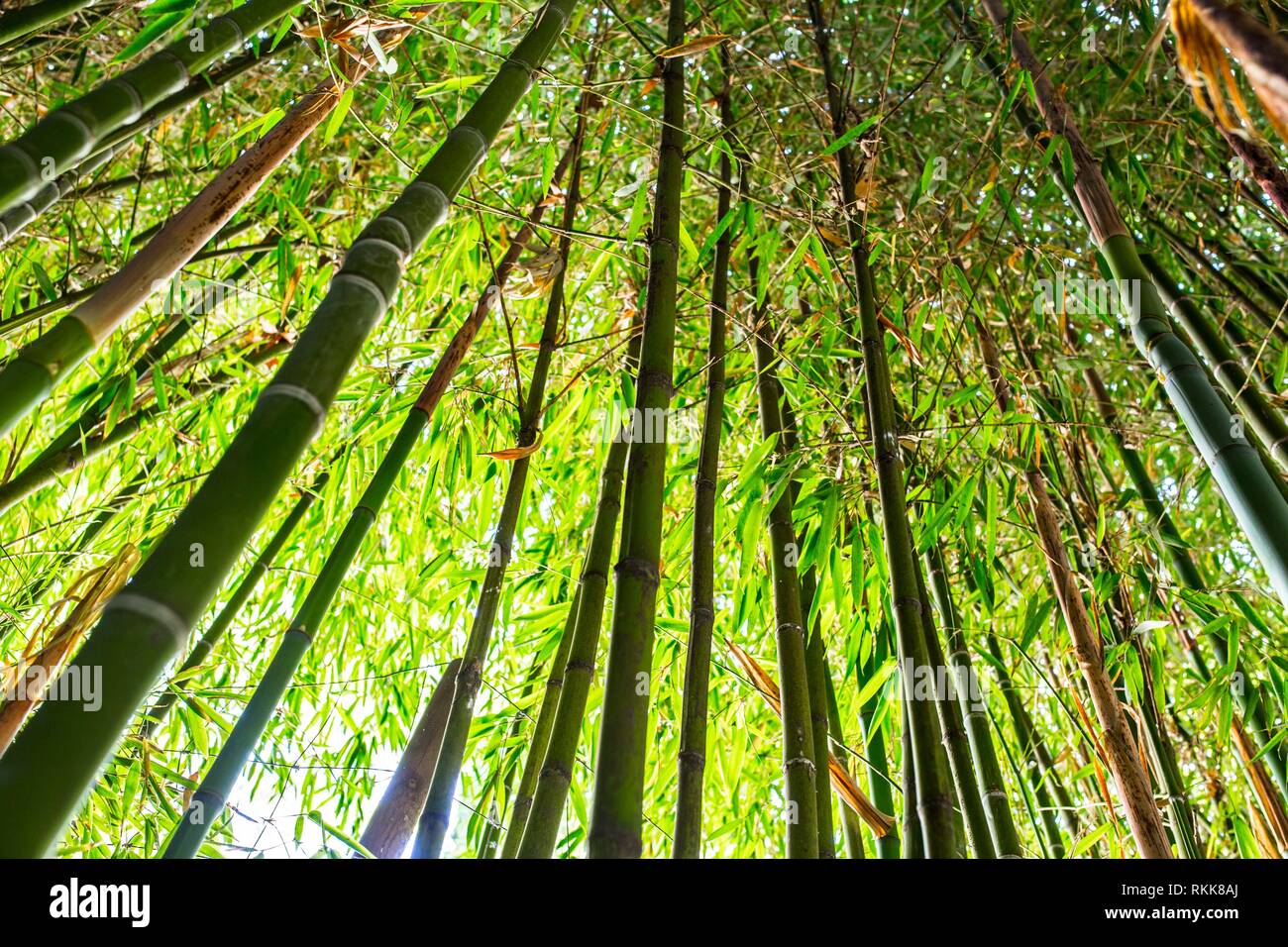 Jardin de bambous Forêt de bambou fond vert naturel Focus sélectif