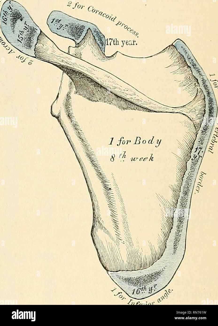 Anatomie descriptif et appliquée L anatomie L omoplate OMOPLATE