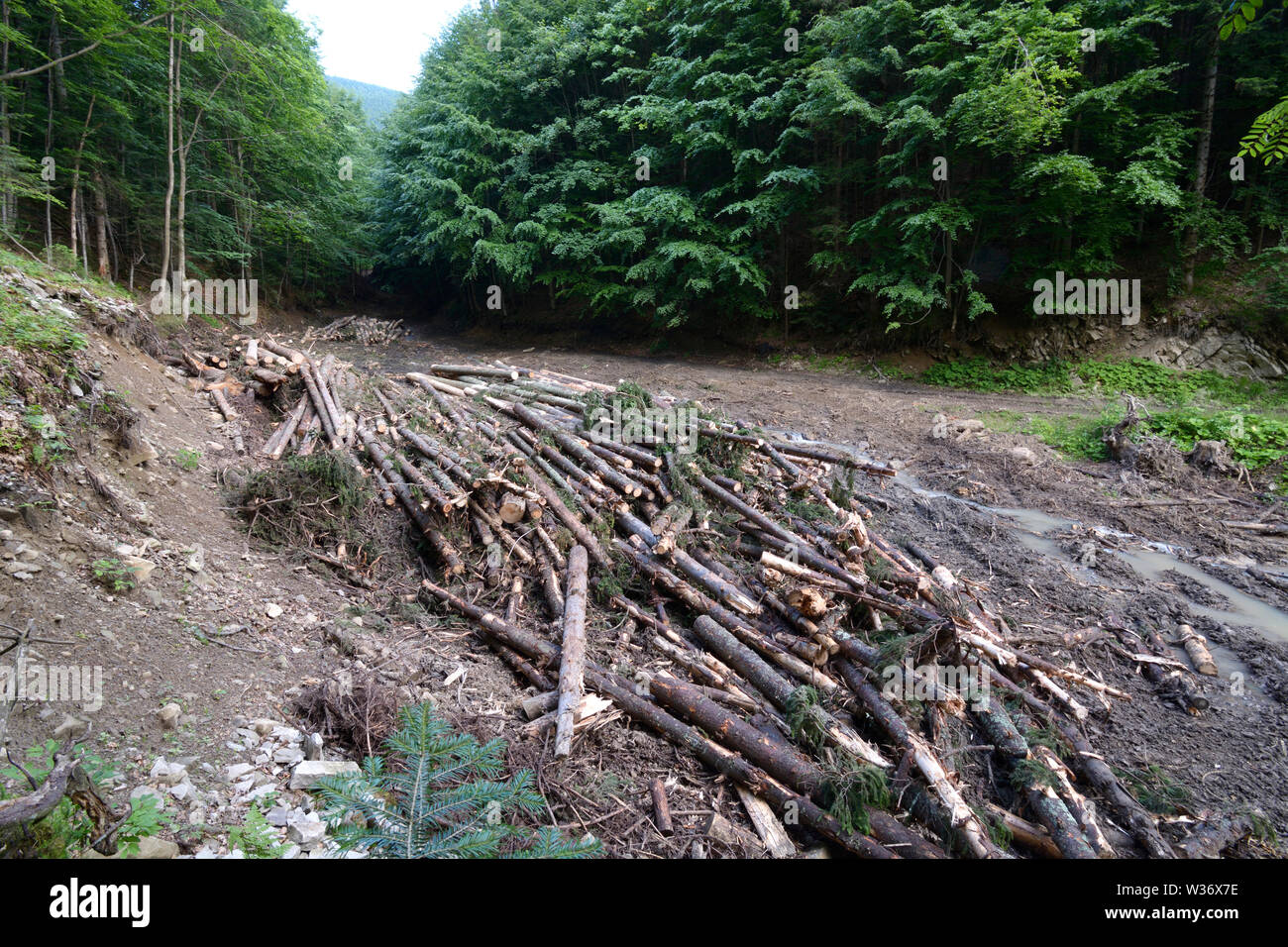 L Exploitation Foresti Re Ill Gale Dans Les Carpates Les Troncs D