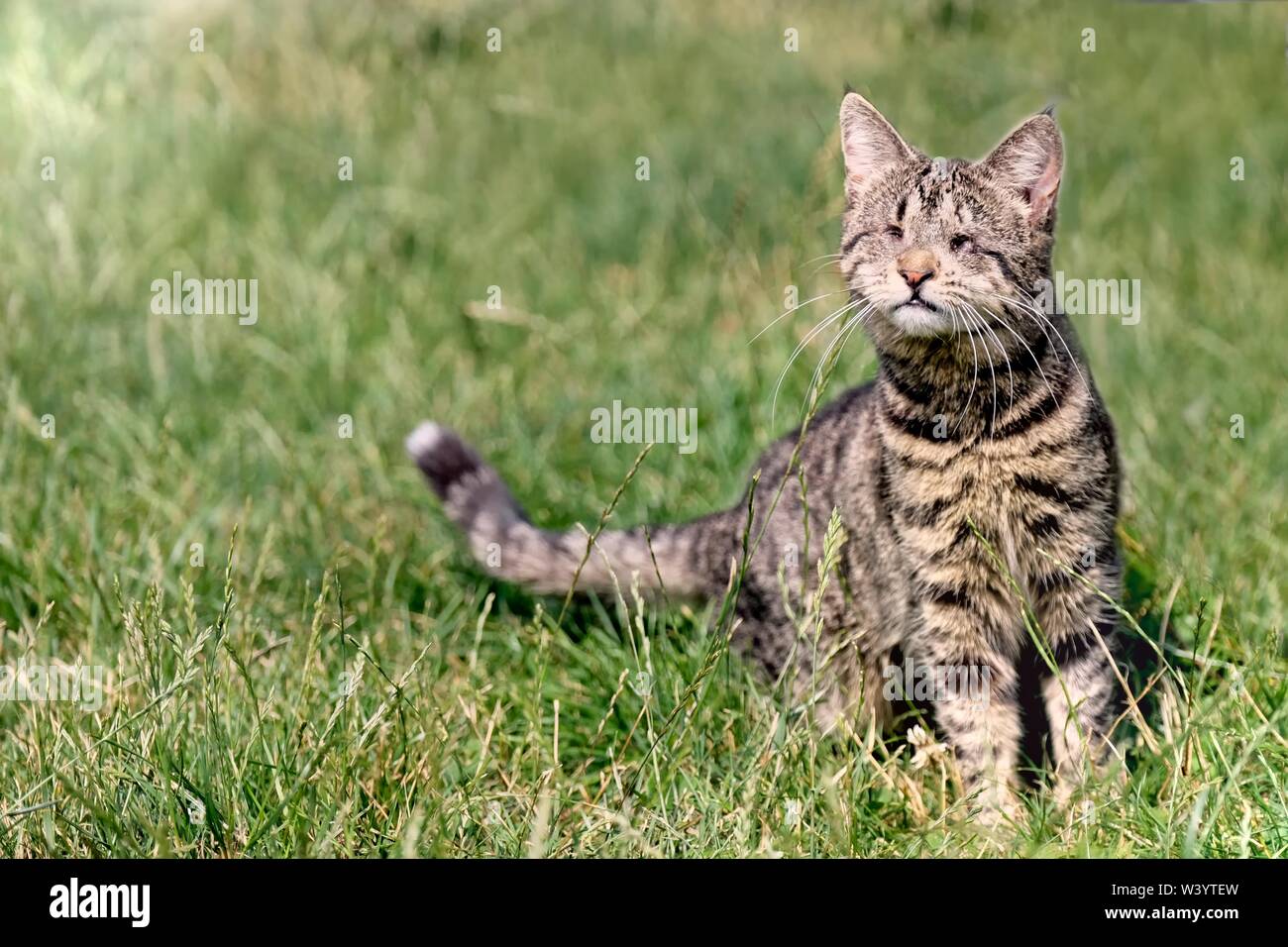 Chat Aveugle Banque De Photographies Et Dimages Haute R Solution Alamy