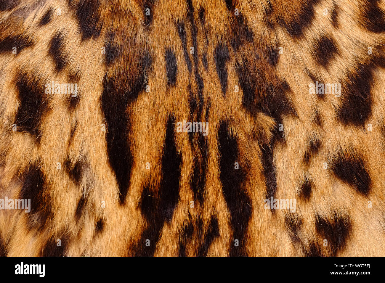 Leopard Backgrounds Pattern Banque D Image Et Photos Page Alamy