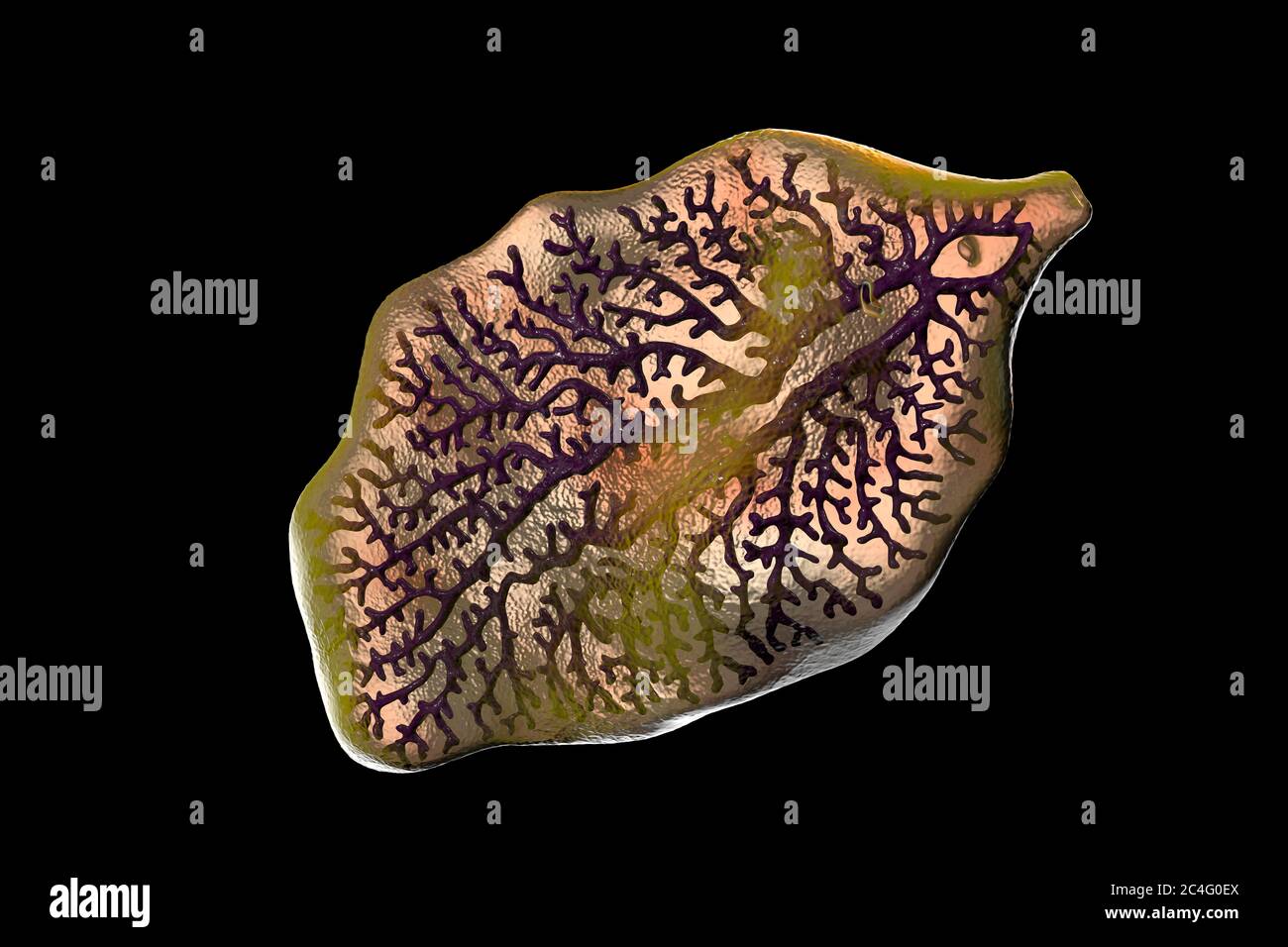 Fluke Fegato Illustrazione Computerizzata Di Un Aquilone Di Fegato