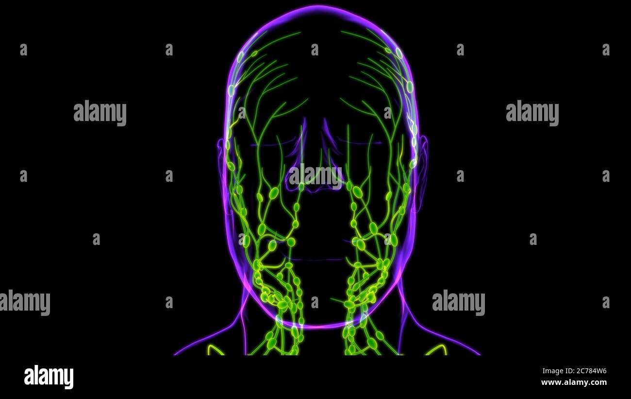 Anatomia Dei Linfonodi Umani Per L Illustrazione D Di Medical Concept Foto Stock Alamy