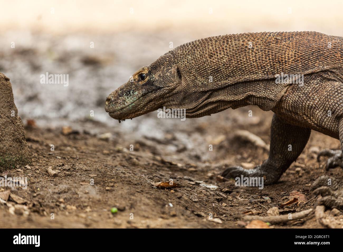 Habitat Naturale Del Drago Di Komodo Immagini E Fotos Stock Alamy