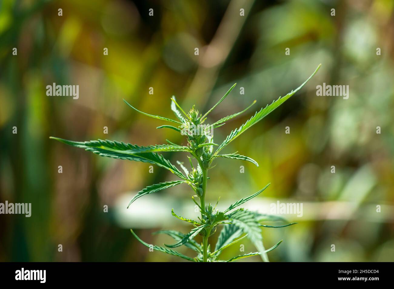 Pianta Femminile Di Cannabis In Fiore Immagini E Fotografie Stock Ad