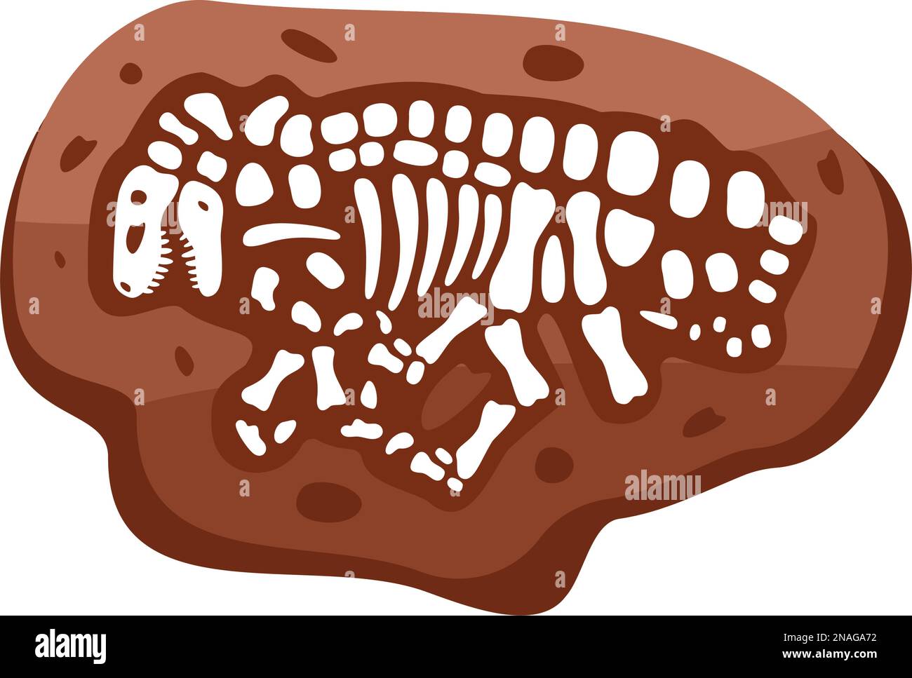 Scheletro Dei Fossili Di Velociraptor Velociraptor Ossa Fossili