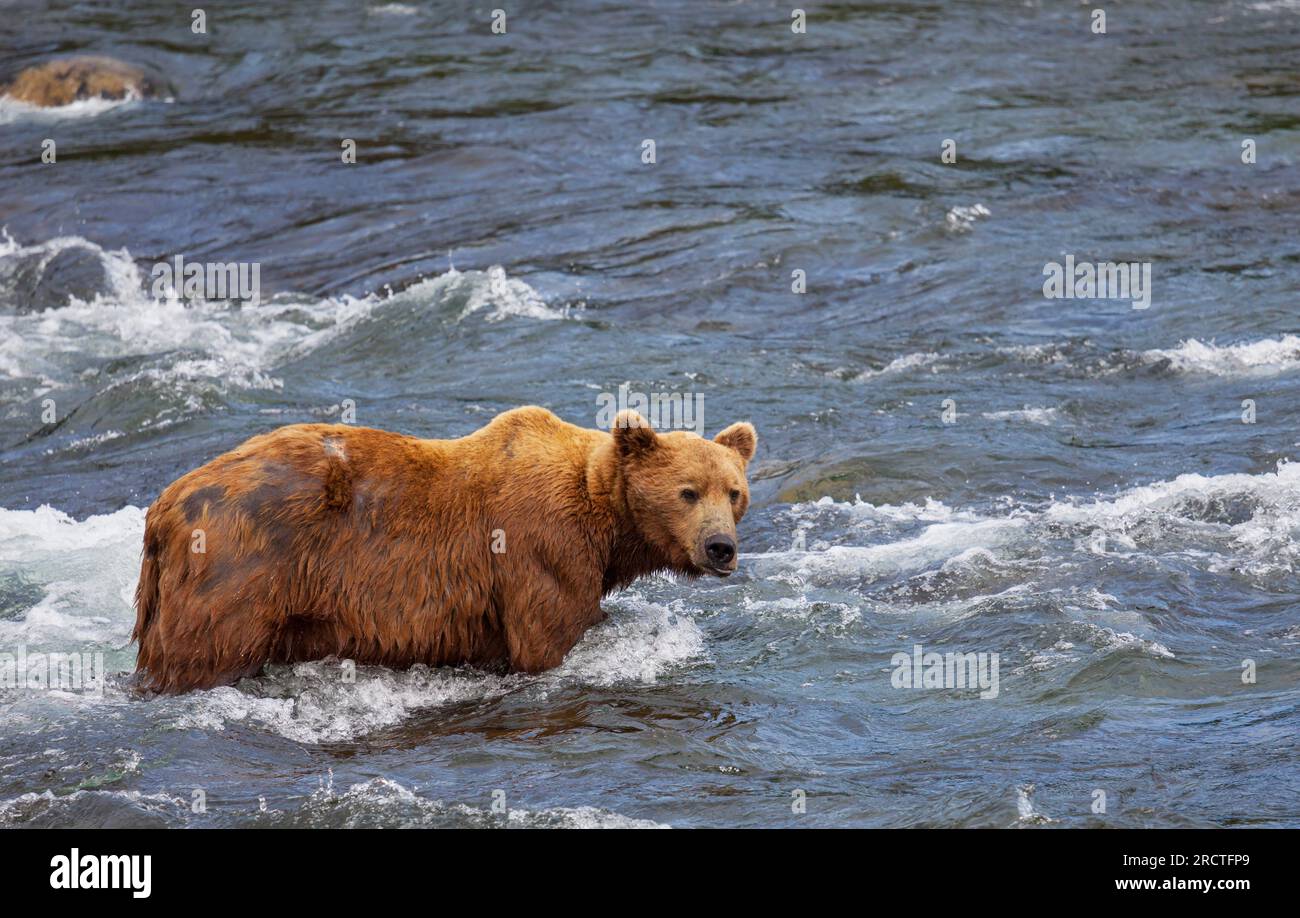 Un Orso Grizzly Salmone Di Caccia Al Brooks Falls Marrone Costiere