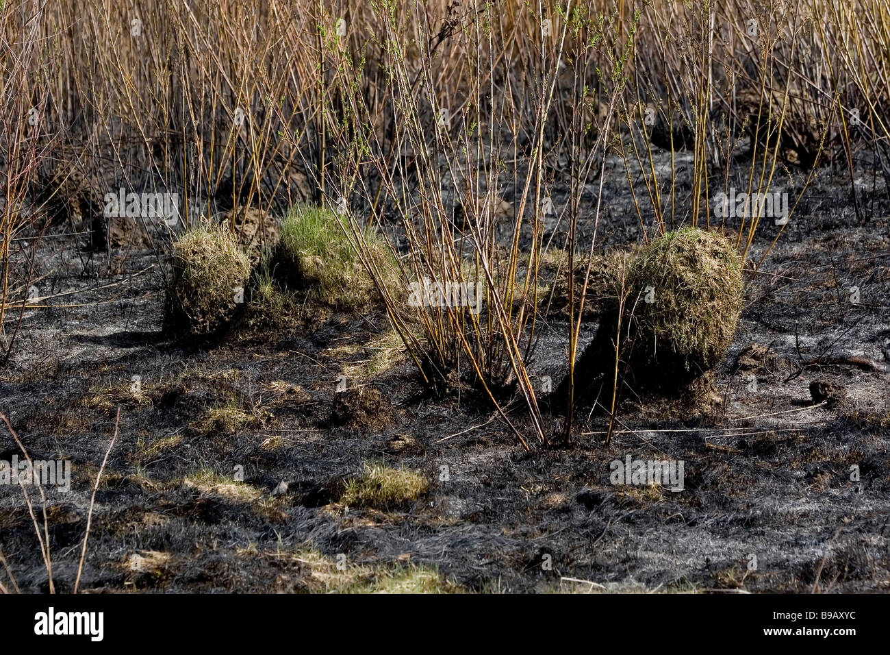 Impianto Di Palude Immagini E Fotografie Stock Ad Alta Risoluzione Alamy