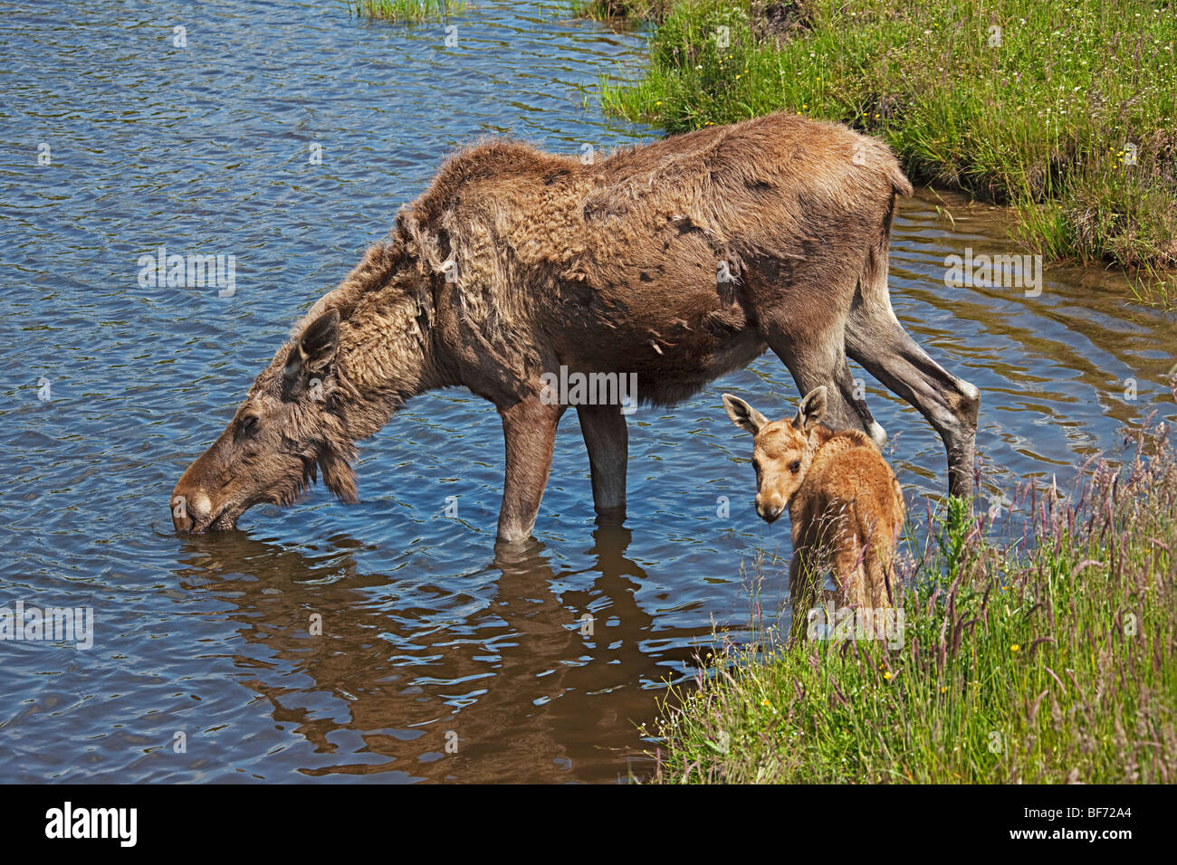 Vitello Assetato Immagini E Fotografie Stock Ad Alta Risoluzione Alamy