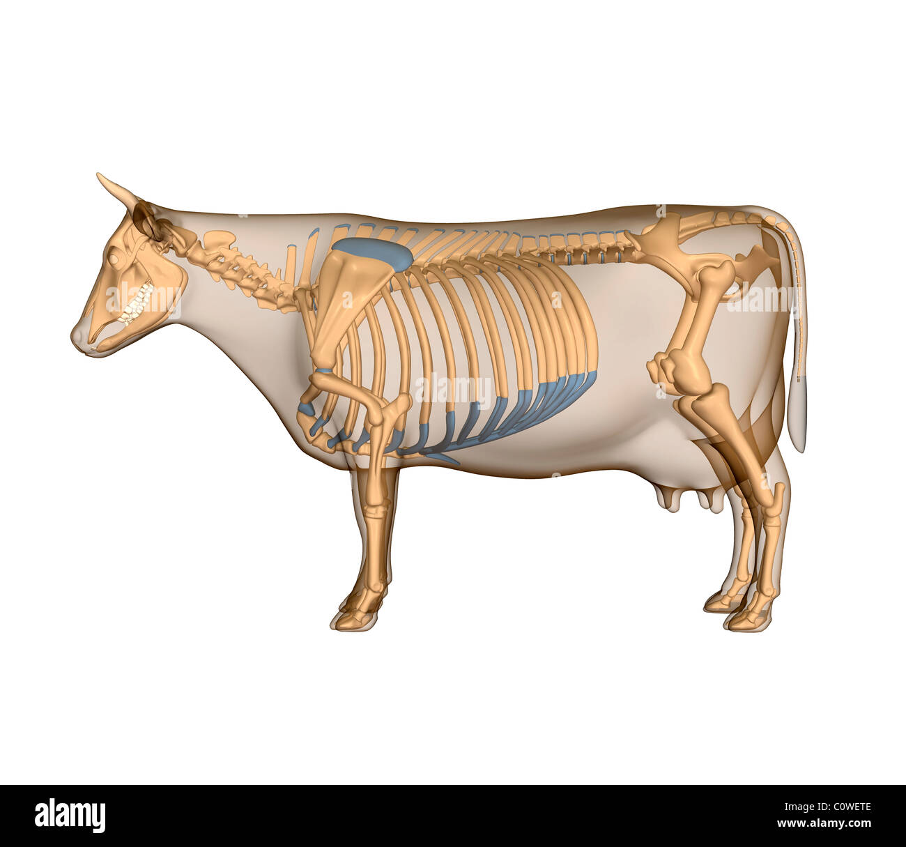 Anatomia Dello Scheletro Di Vacca Foto Stock Alamy