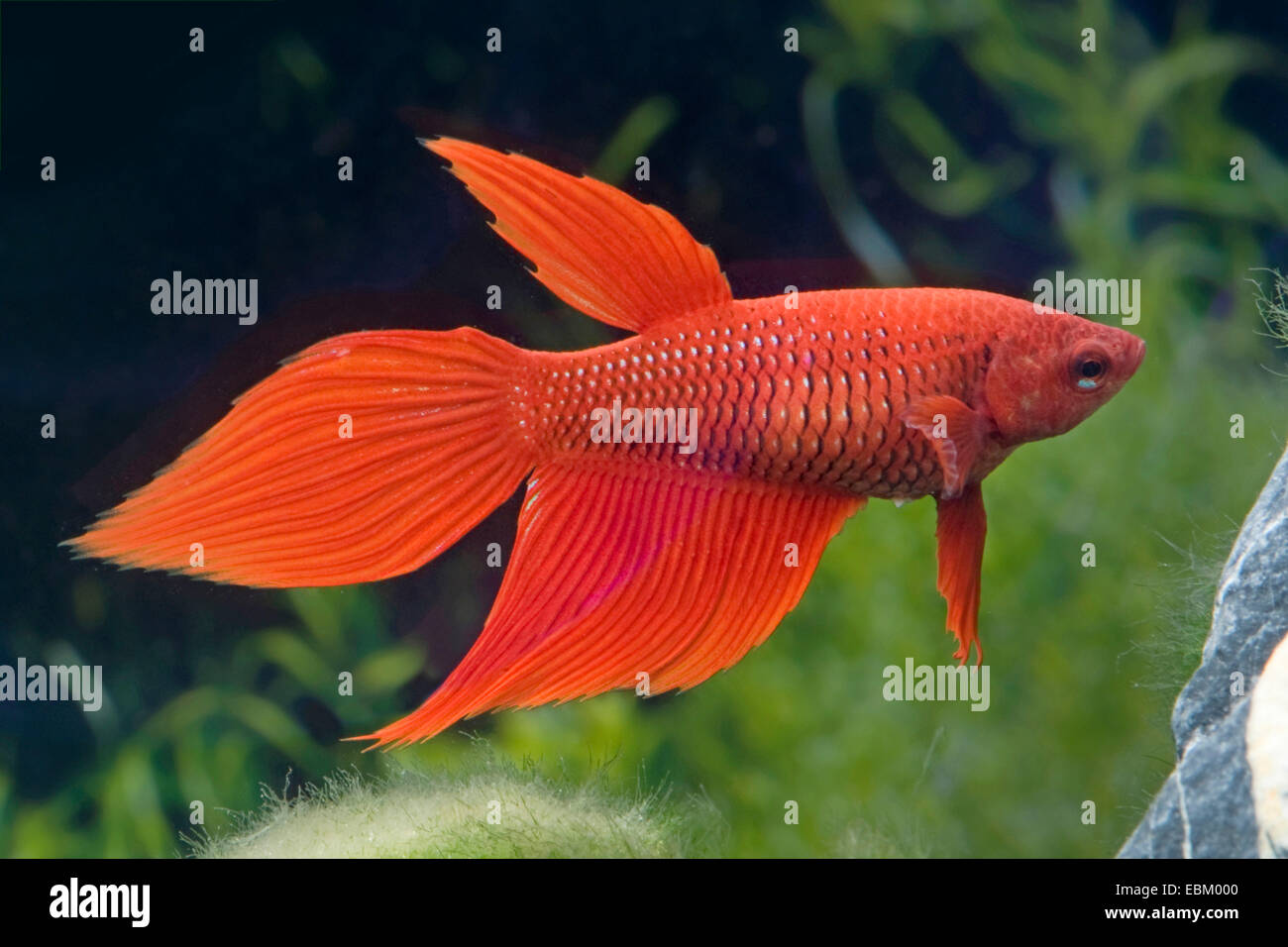 Siamese Fighting Fish Siamese Fighter Betta Splendens Femmina Di